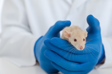 Scientist with rat in chemical laboratory, closeup. Animal testing