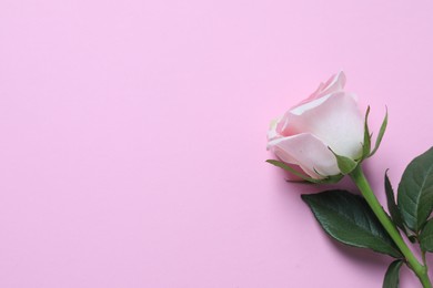 Photo of Beautiful rose on light pink background, top view. Space for text