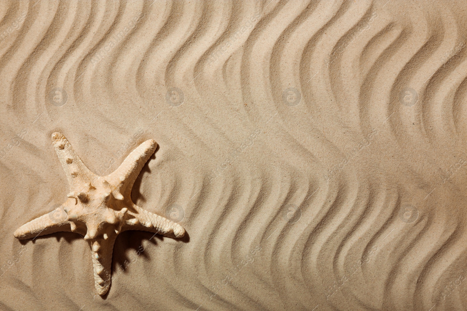 Photo of Starfish on beach sand, top view. Space for text