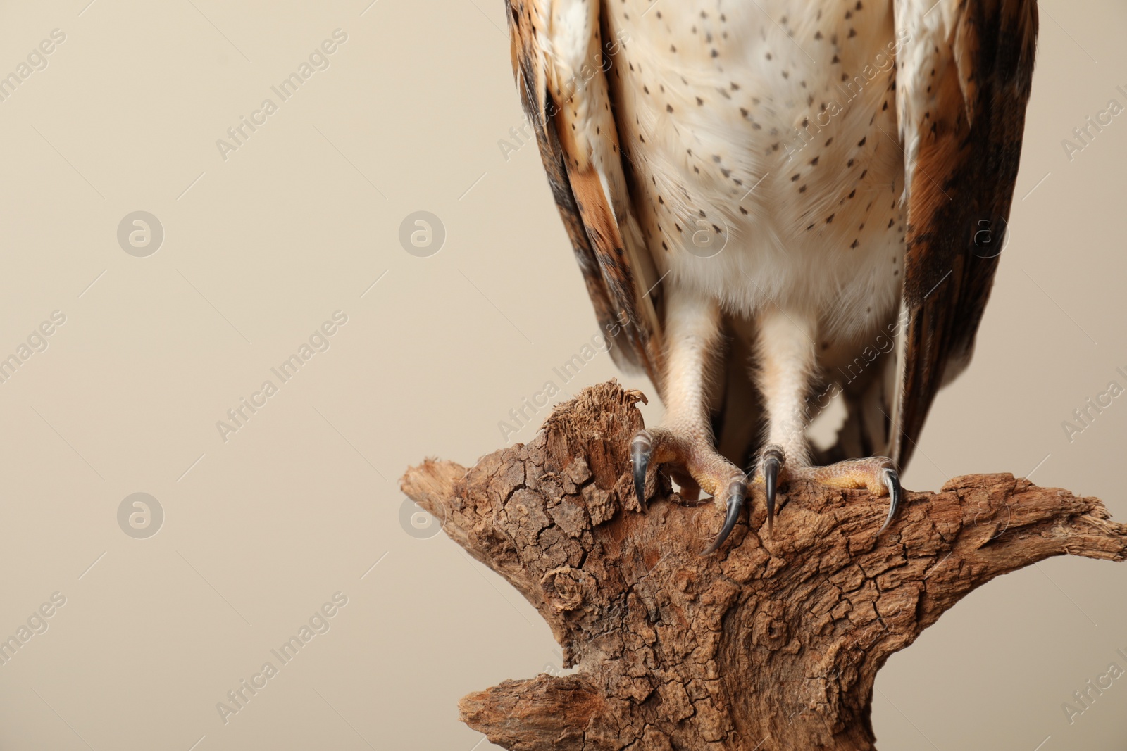 Photo of Beautiful common barn owl on tree against beige background, closeup