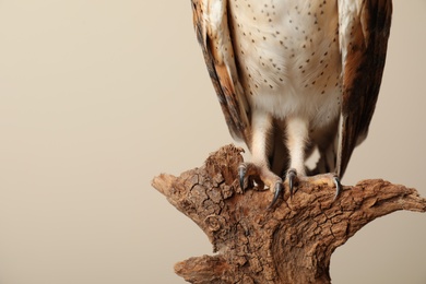 Beautiful common barn owl on tree against beige background, closeup