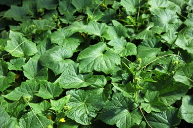 Green cucumber plants in garden on sunny day