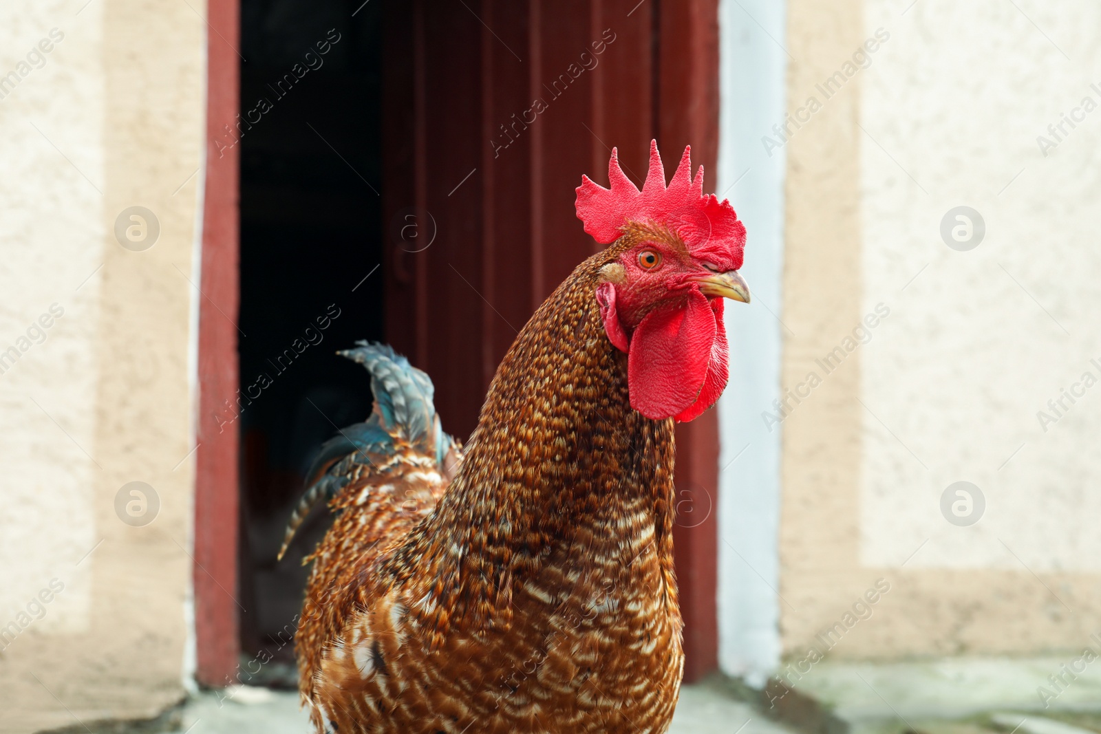 Photo of Big red rooster in yard. Domestic animal