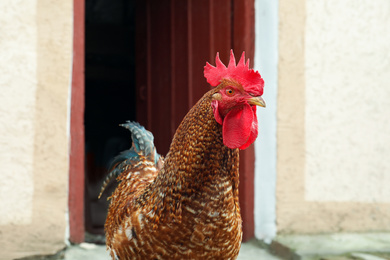 Big red rooster in yard. Domestic animal