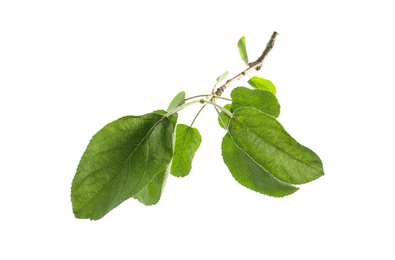 Photo of Branch of apple tree with green leaves isolated on white