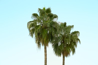 Beautiful palm trees against blue sky outdoors