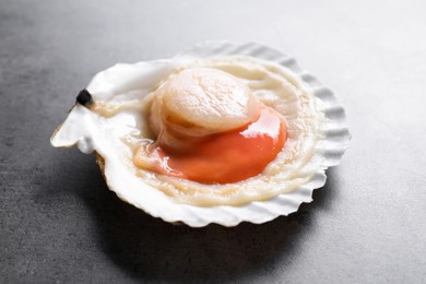 Photo of Fresh raw scallop in shell on grey table, closeup