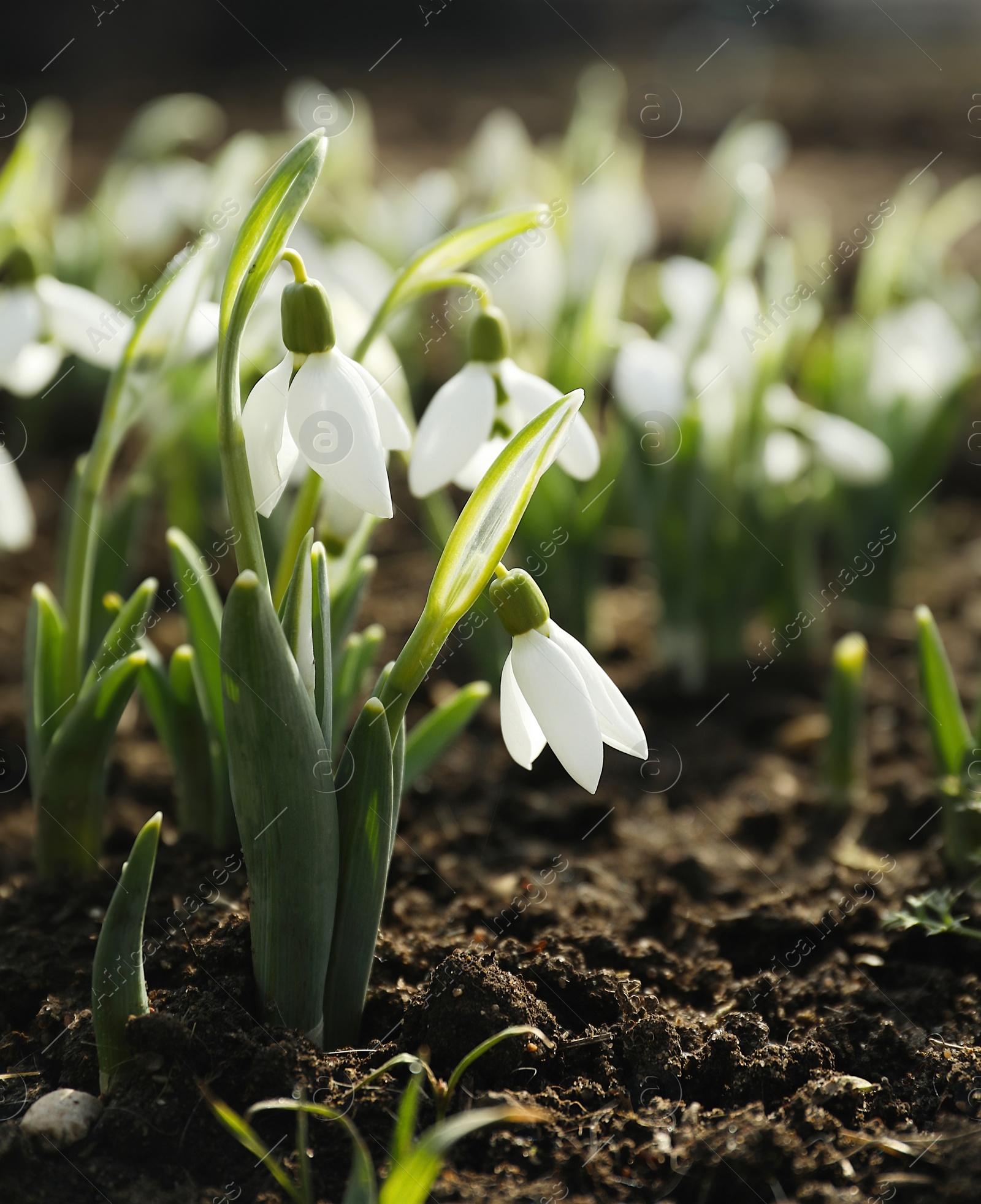 Photo of Beautiful snowdrops growing outdoors. Early spring flowers