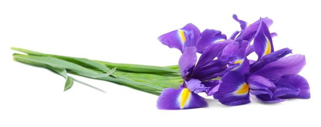 Photo of Beautiful violet iris flowers isolated on white