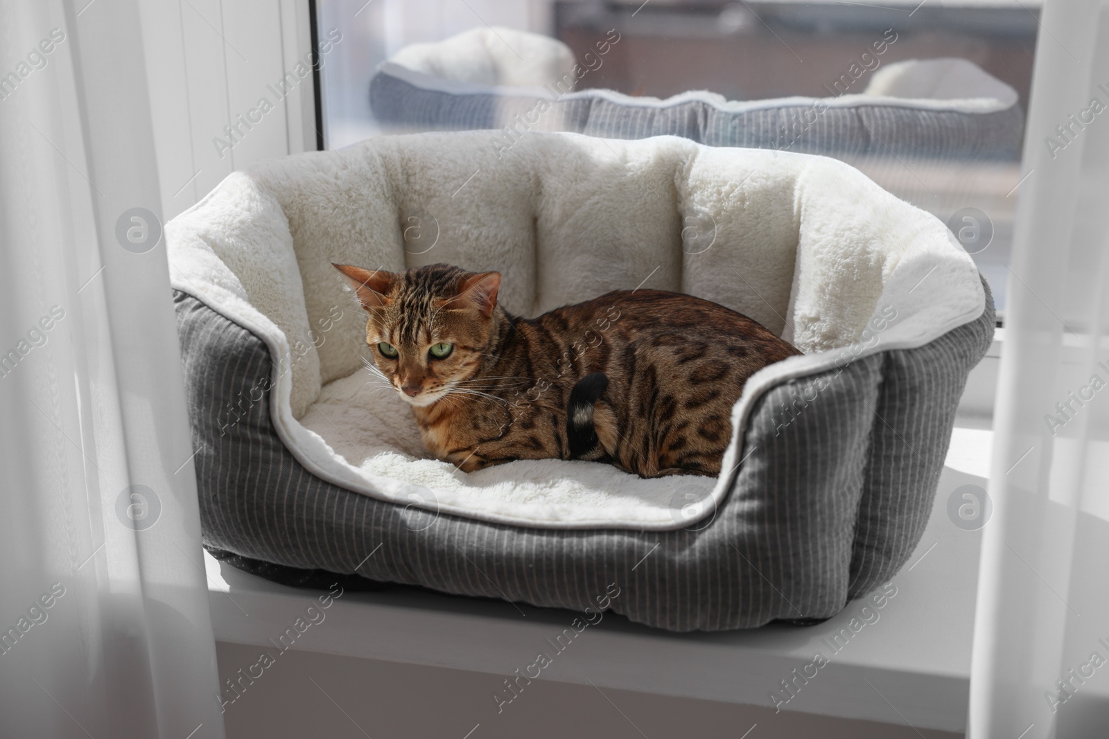 Photo of Cute Bengal cat lying on pet bed on windowsill at home