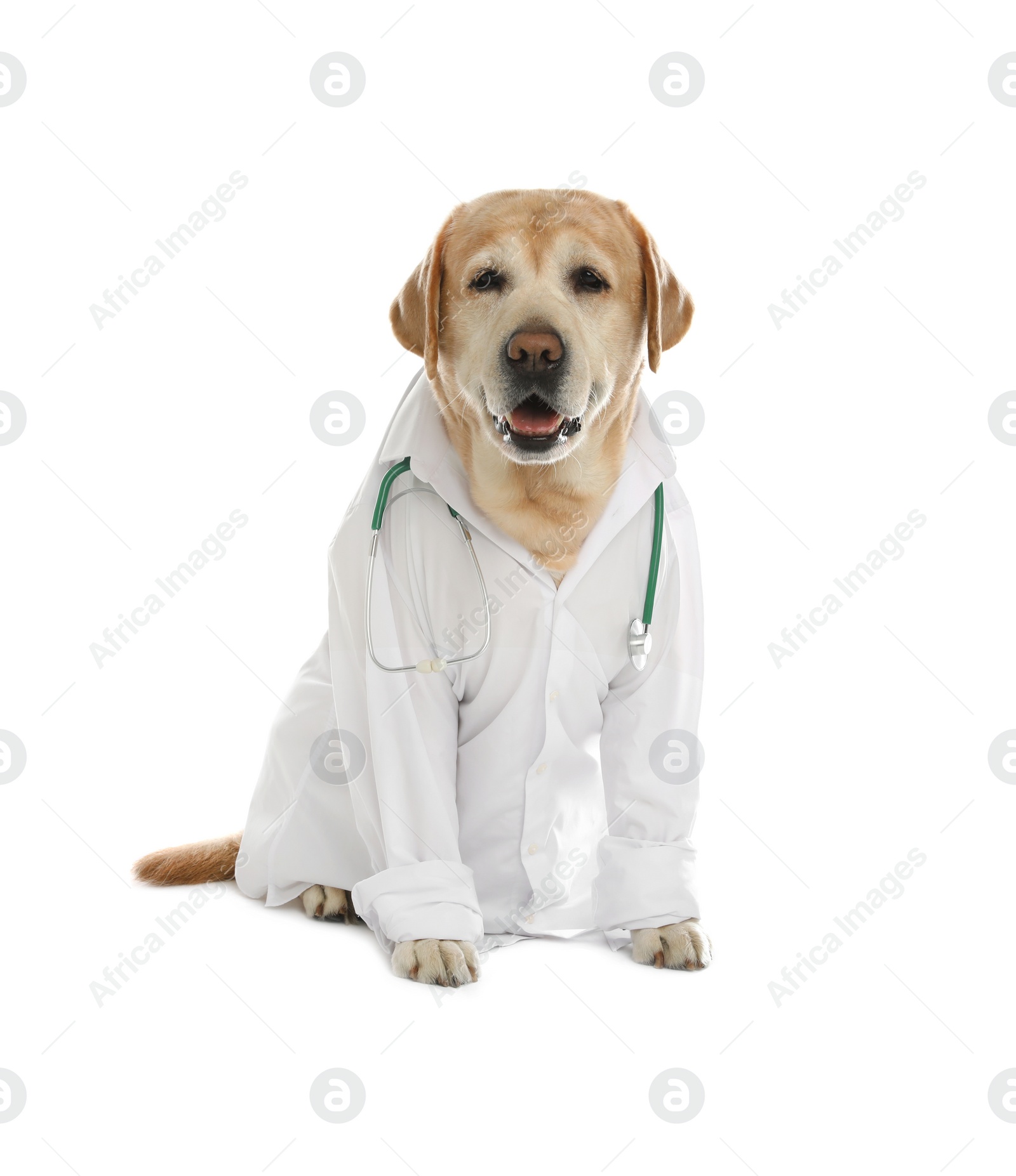 Photo of Cute Labrador dog in uniform with stethoscope as veterinarian on white background