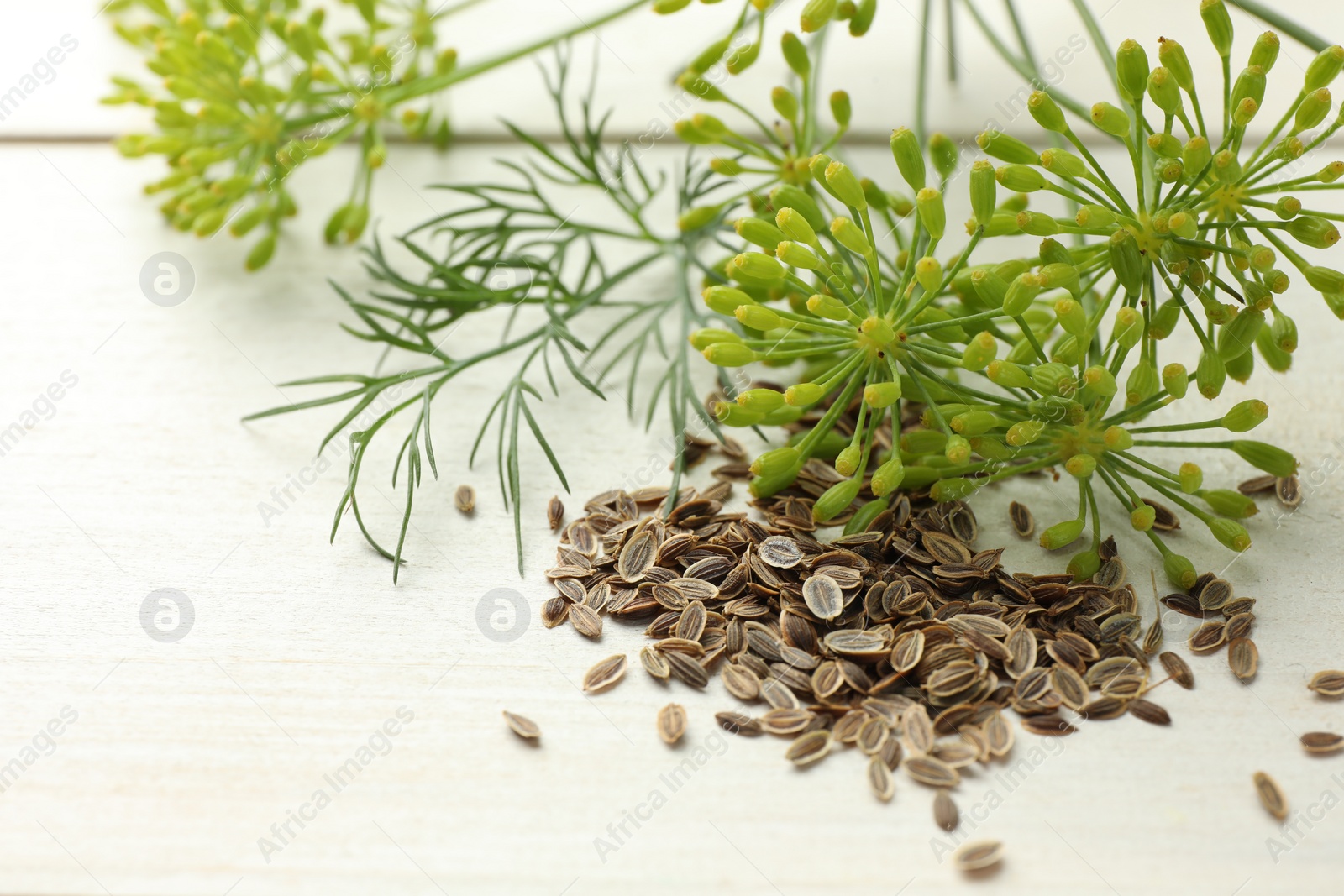 Photo of Dry seeds and fresh dill on white wooden table, closeup