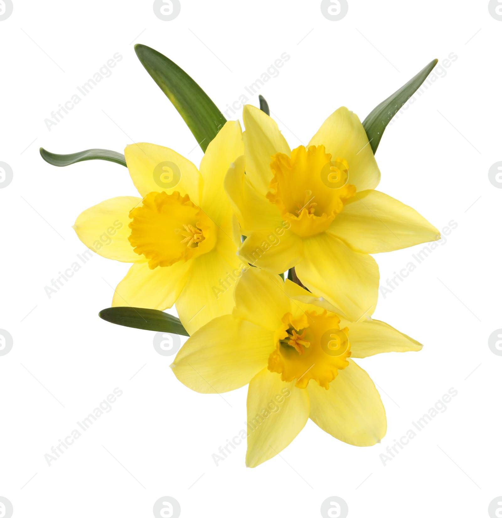 Photo of Beautiful blooming yellow daffodils on white background