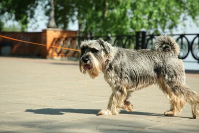 Cute Standard Schnauzer with leash on city street, space for text. Dog walking