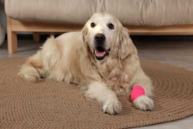 Photo of Cute golden retriever with bandage on paw at home