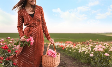 Woman with basket of roses in beautiful blooming field, closeup