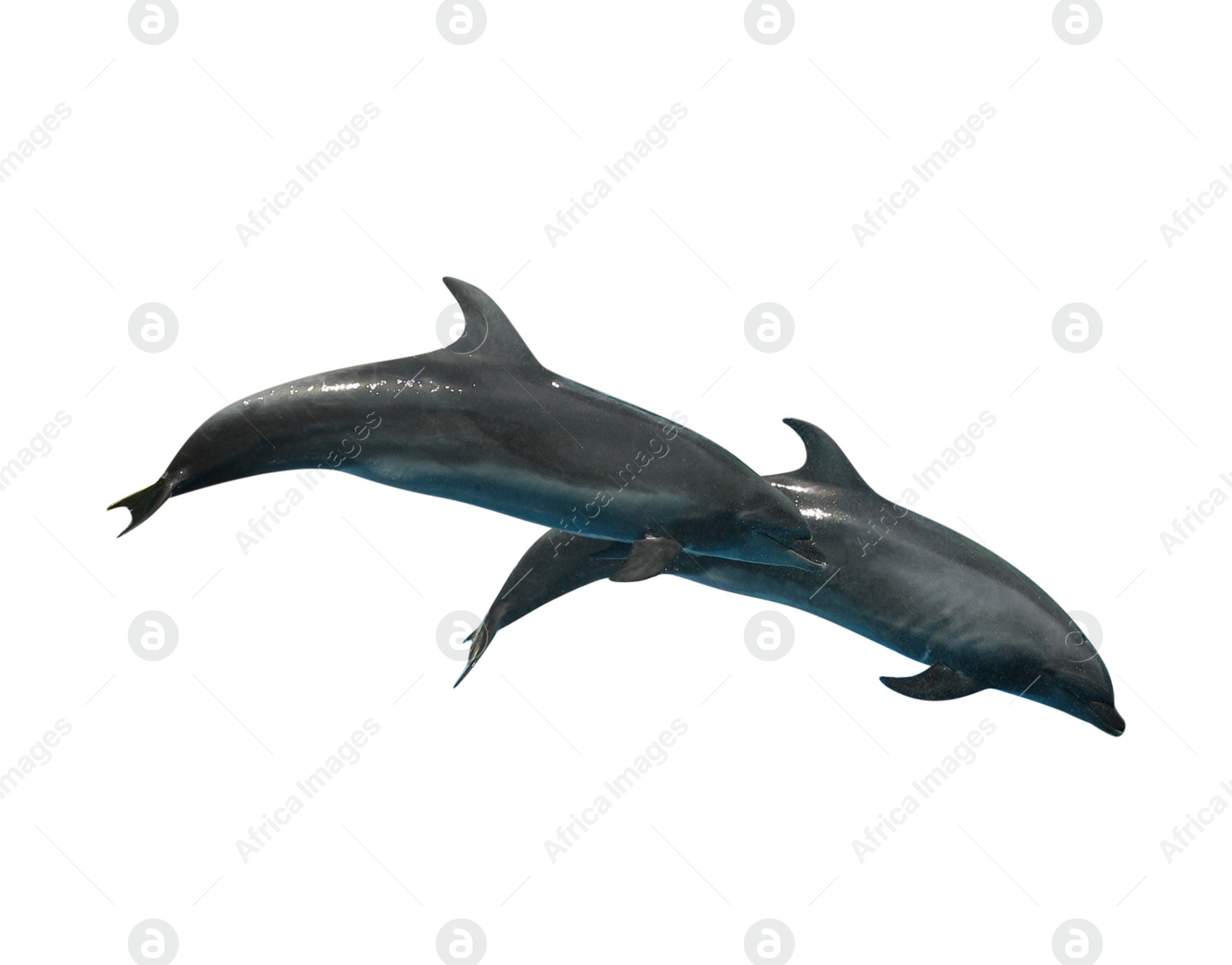 Image of Beautiful grey bottlenose dolphins on white background