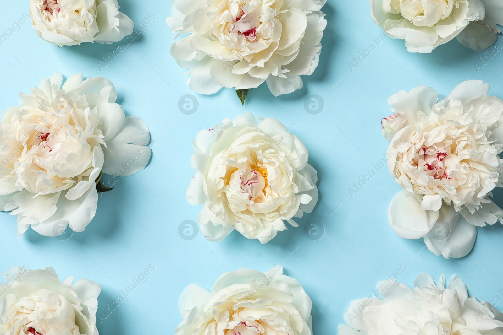 Photo of Beautiful peonies on color background, flat lay