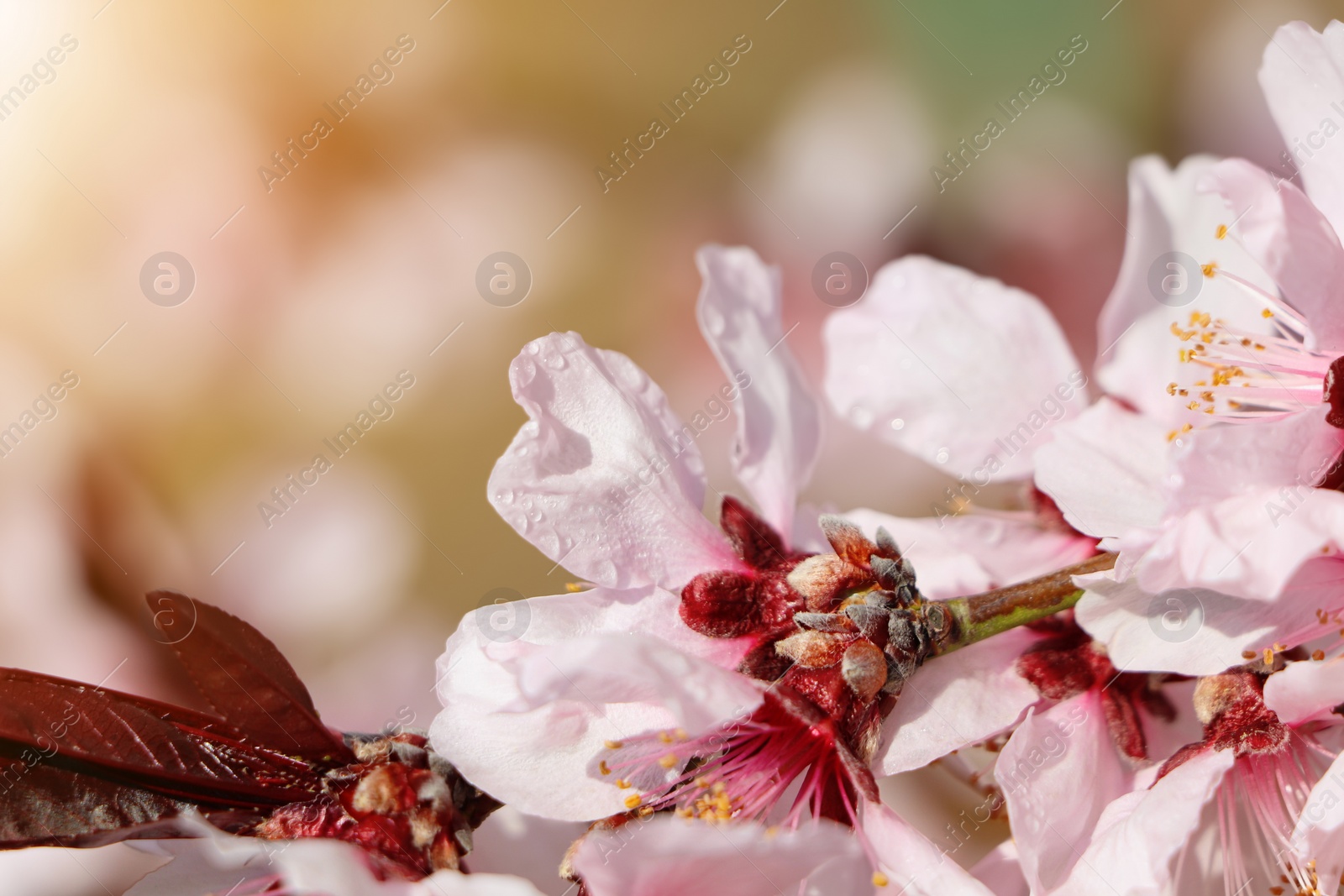Photo of Beautiful cherry tree blossoms with dew drops outdoors on spring day, closeup