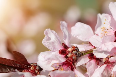 Beautiful cherry tree blossoms with dew drops outdoors on spring day, closeup