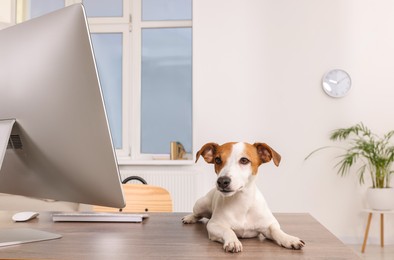 Photo of Cute Jack Russell Terrier dog on home desk in office