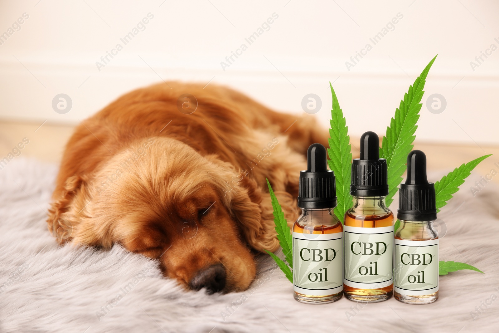 Image of Bottles of CBD oil and cute dog sleeping on floor indoors 