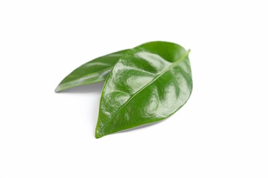 Photo of Fresh green coffee leaves isolated on white