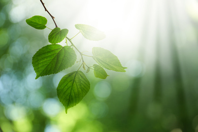 Image of Tree branch with green leaves on sunny day