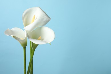 Photo of Beautiful calla lily flowers on light blue background. Space for text