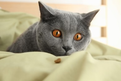 Adorable grey British Shorthair cat with dry food on bed