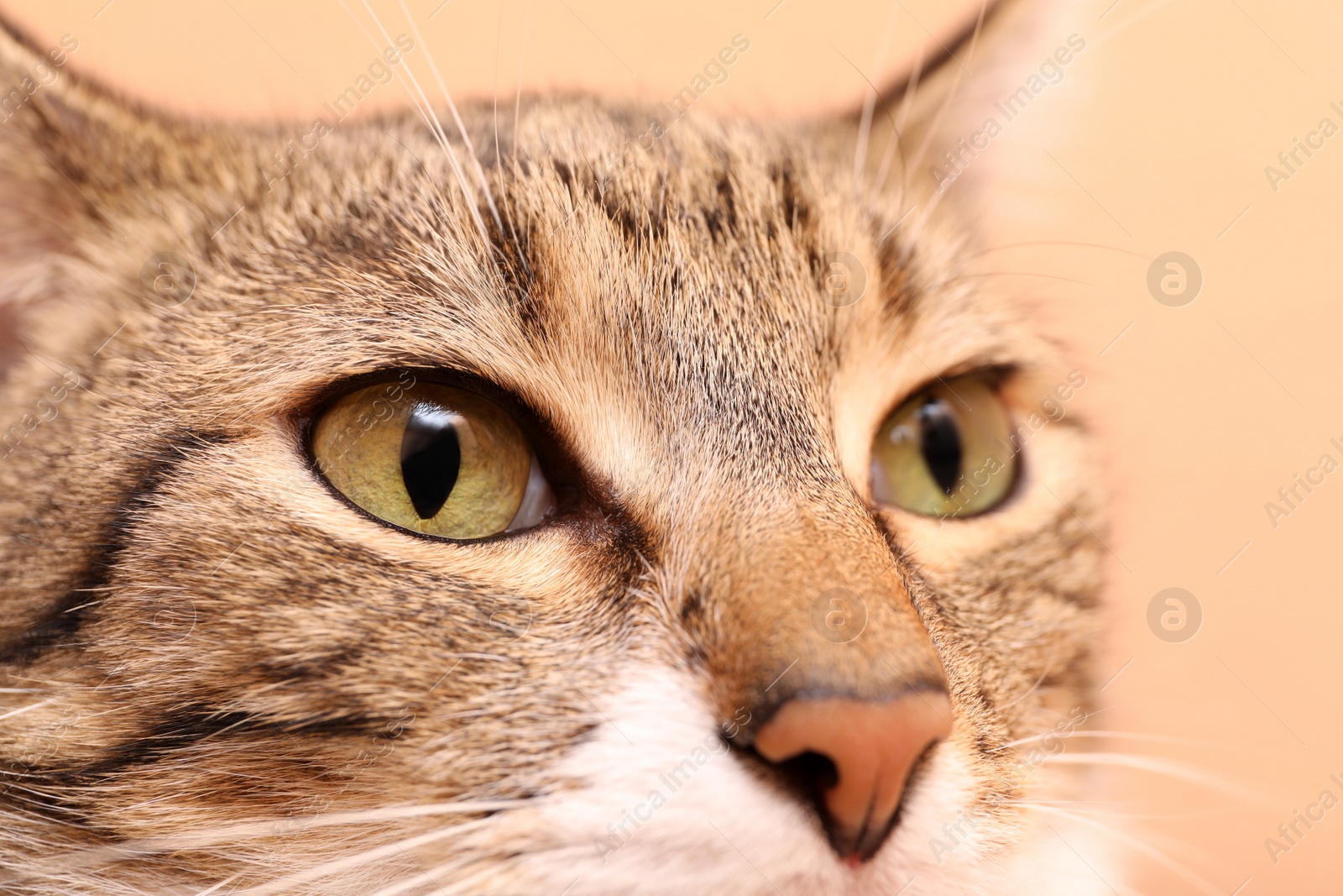 Photo of Closeup view of cute tabby cat with beautiful eyes on light background