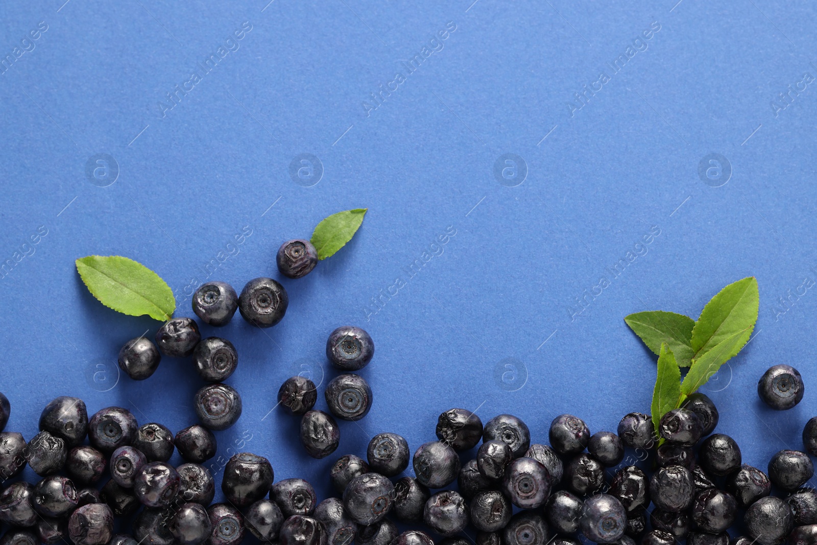 Photo of Ripe bilberries and leaves on blue background, flat lay. Space for text