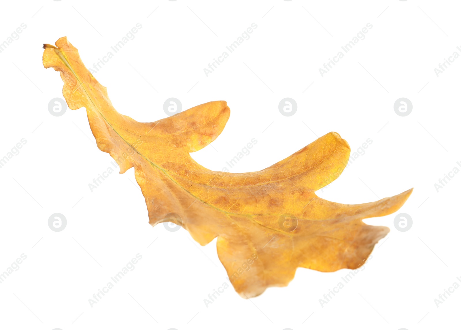 Photo of Beautiful autumn leaf on white background. Fall foliage