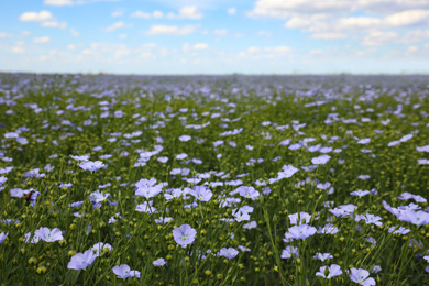 Beautiful view of blooming flax field on summer day