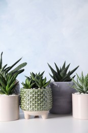 Different house plants in pots on white table