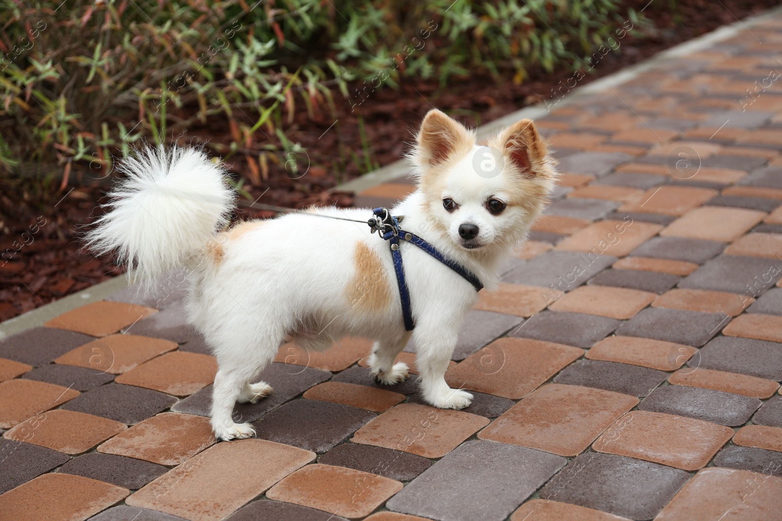 Photo of Cute Chihuahua with leash on walkway outdoors. Dog walking