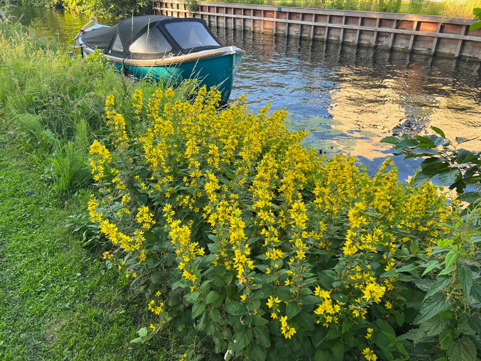 Photo of Beautiful view of flowers near lake on sunny day