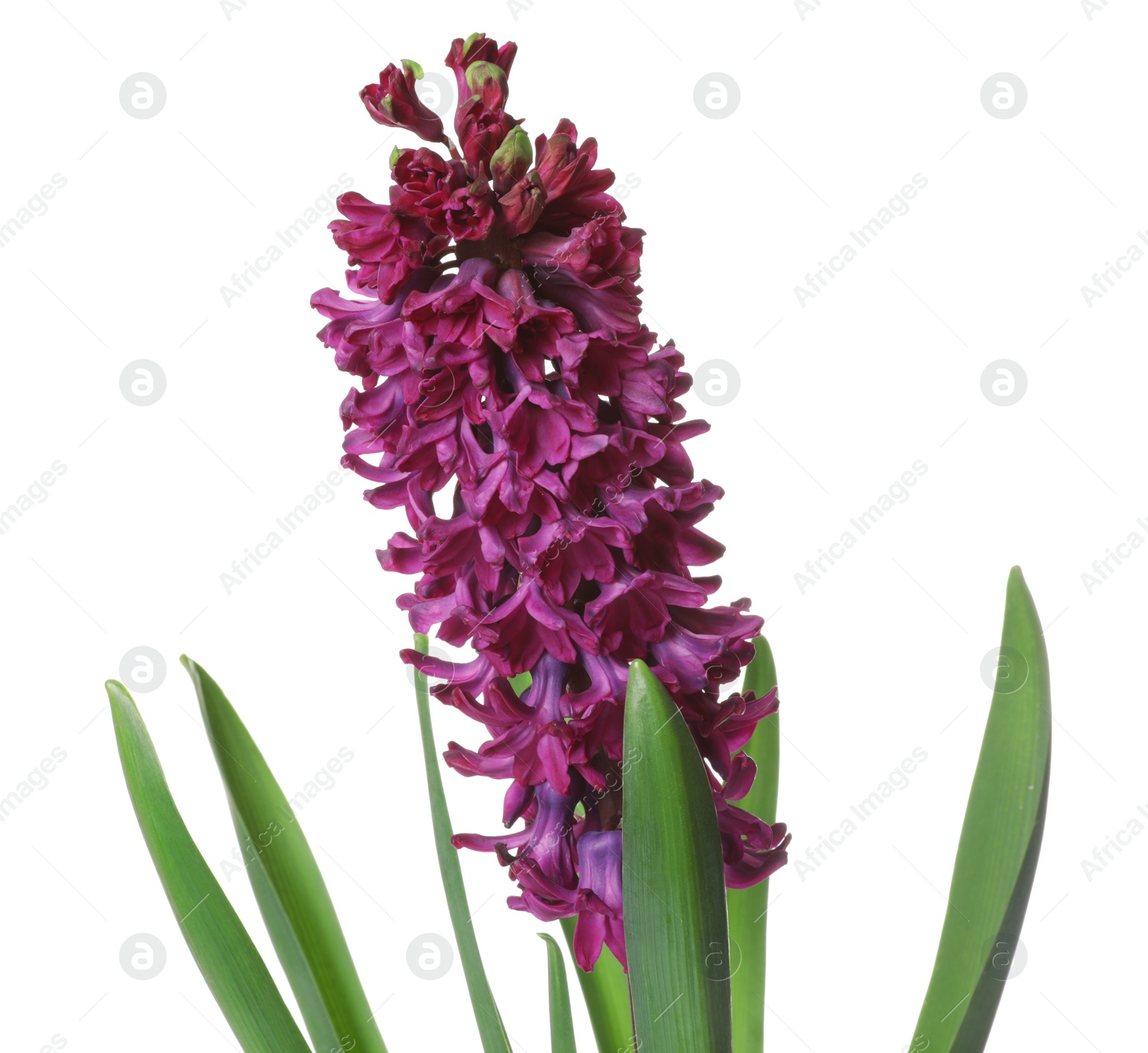 Photo of Beautiful spring hyacinth flower isolated on white