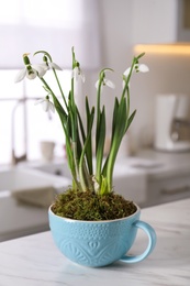 Photo of Beautiful potted snowdrops on countertop in kitchen