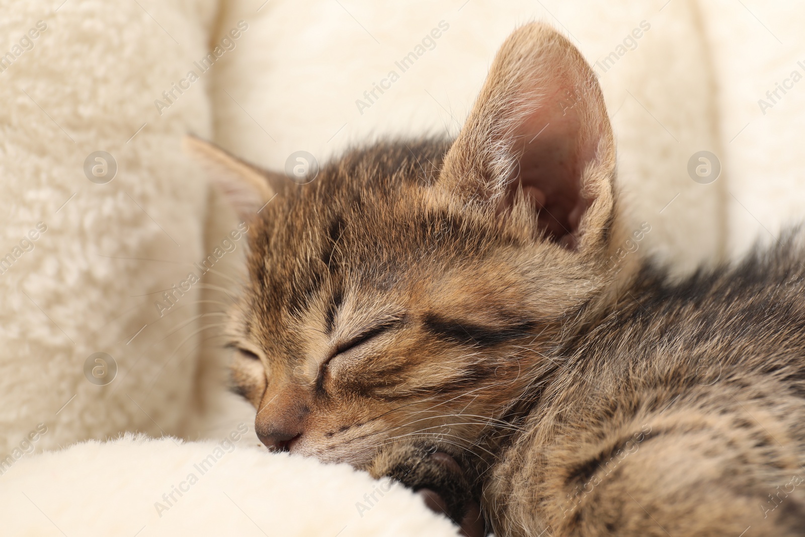 Photo of Cute fluffy kitten sleeping on pet bed. Baby animal