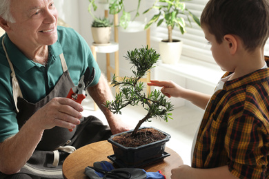 Photo of Senior man with little grandson taking care of Japanese bonsai plant indoors. Creating zen atmosphere at home