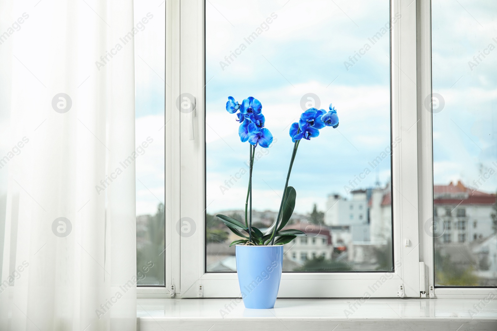 Photo of Beautiful tropical orchid flower in pot on windowsill