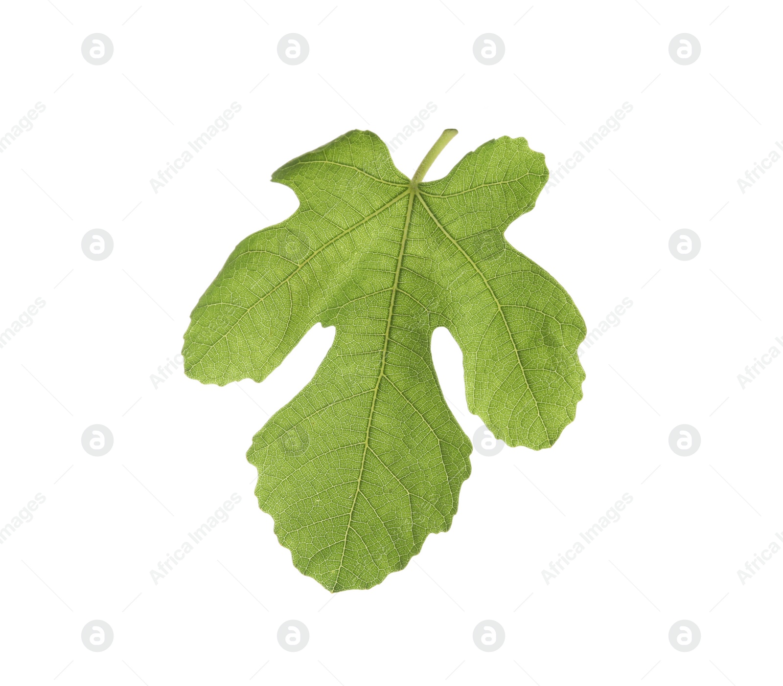 Photo of One green leaf of fig tree isolated on white