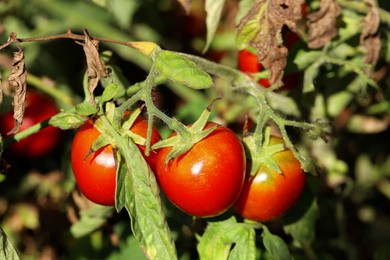 Red ripe tomatoes growing on bush outdoors, closeup