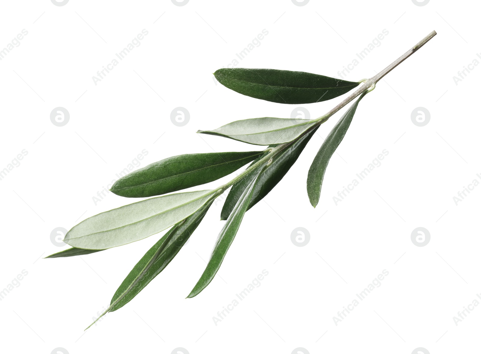 Photo of Olive twig with fresh green leaves on white background