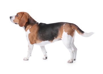 Photo of Beautiful beagle dog on white background. Adorable pet