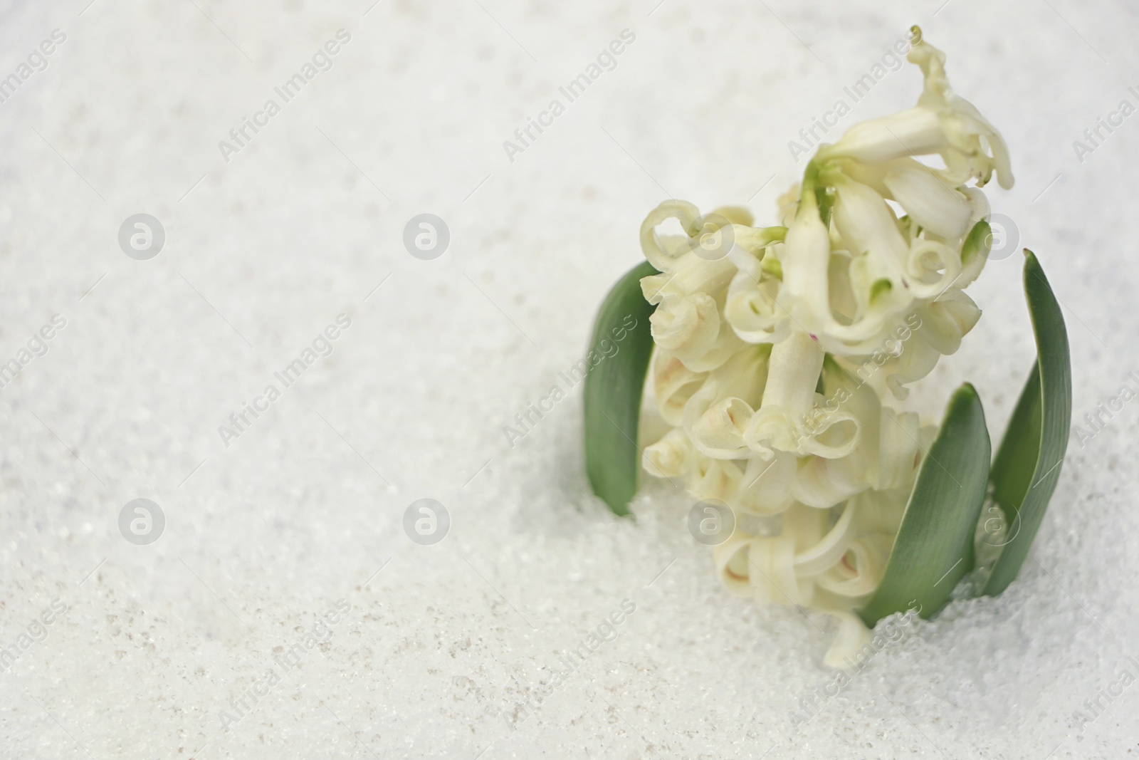 Photo of Beautiful white blooming hyacinth growing through snow outdoors, space for text. First spring flower