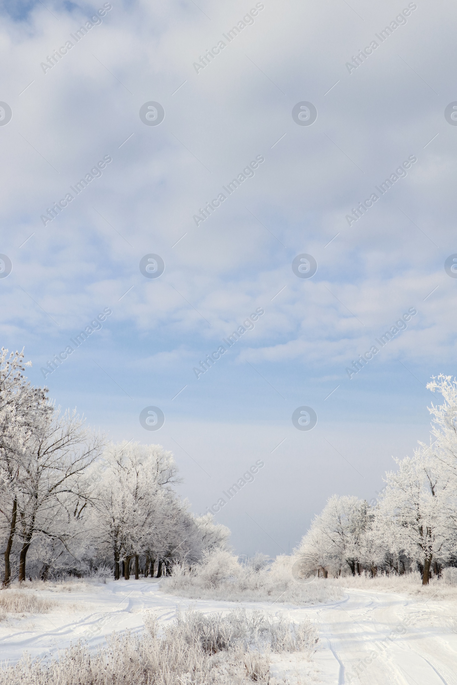 Photo of Plants covered with hoarfrost outdoors on winter morning