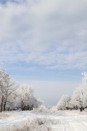 Photo of Plants covered with hoarfrost outdoors on winter morning