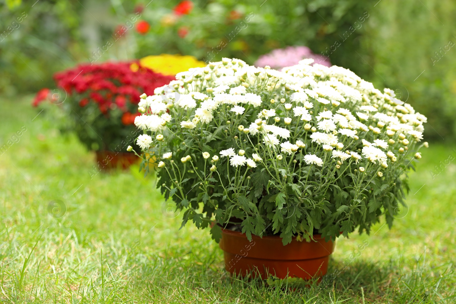 Photo of Beautiful white chrysanthemum flowers in pot outdoors